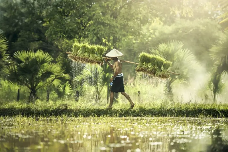 farmer picture realistic dynamic