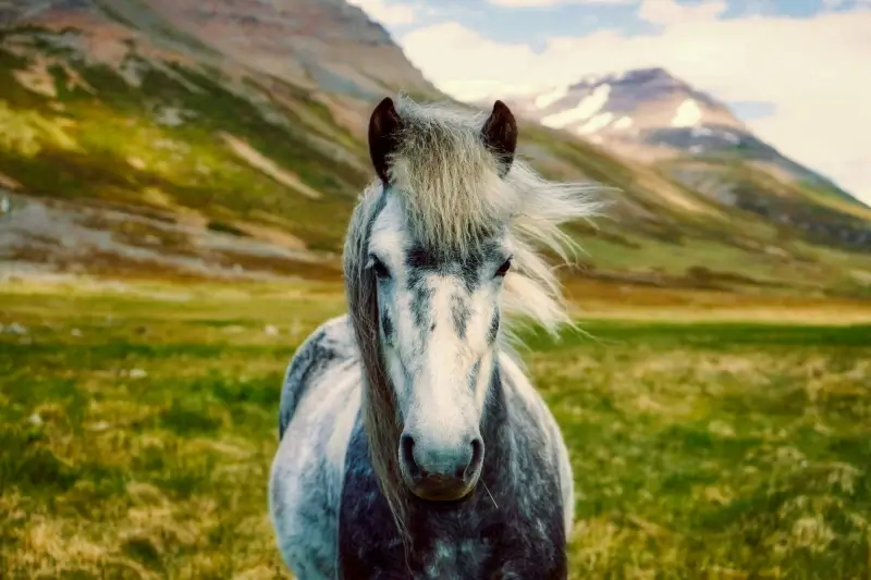 farming horse picture face closeup 