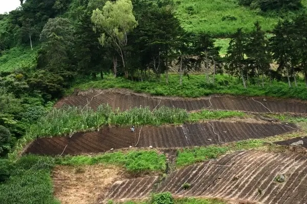 farming in panama