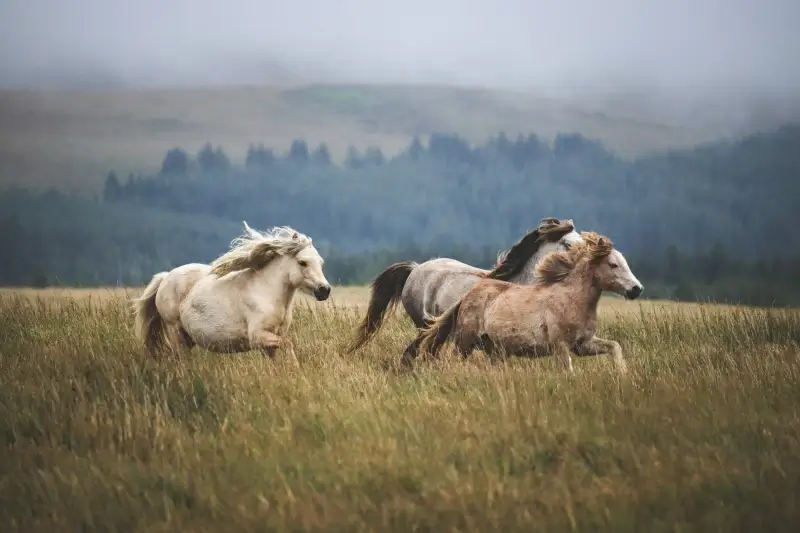 farming picture dynamic running horses herd 