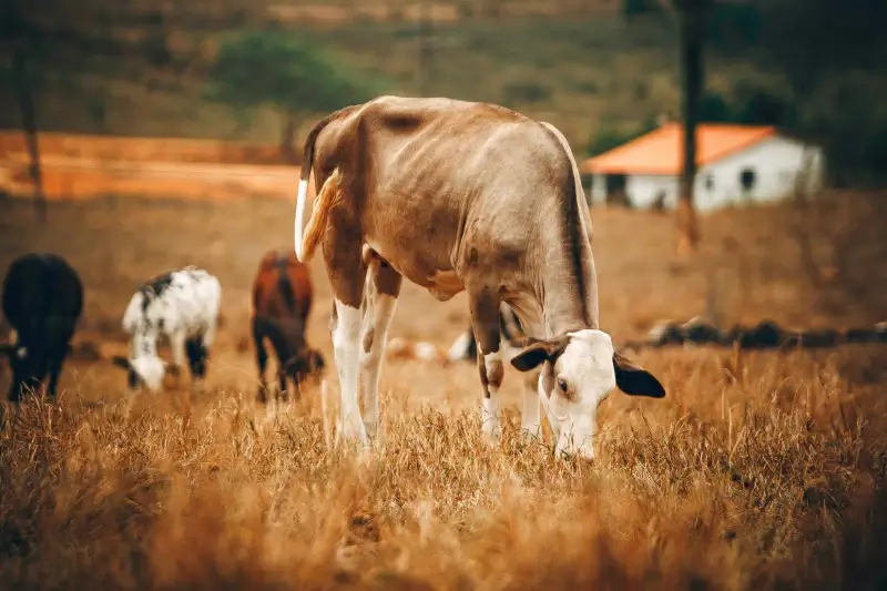 farmland picture cows cattle grazing meadow scene