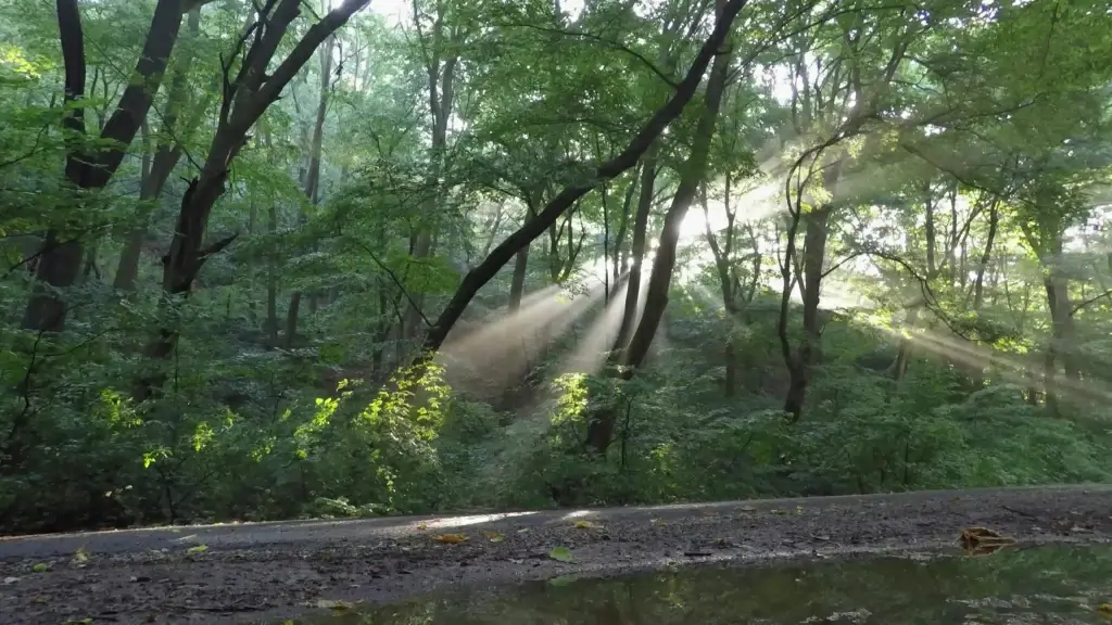 fast clip of sun rays motion in forest