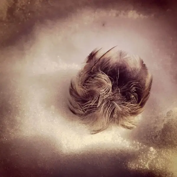 feather in the snow