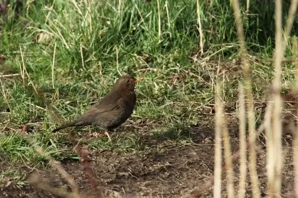 female blackbird