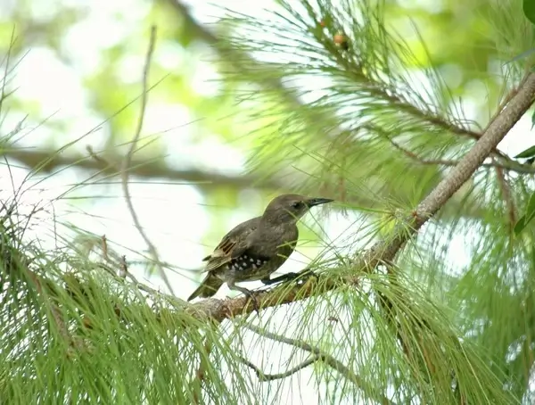female starling bird