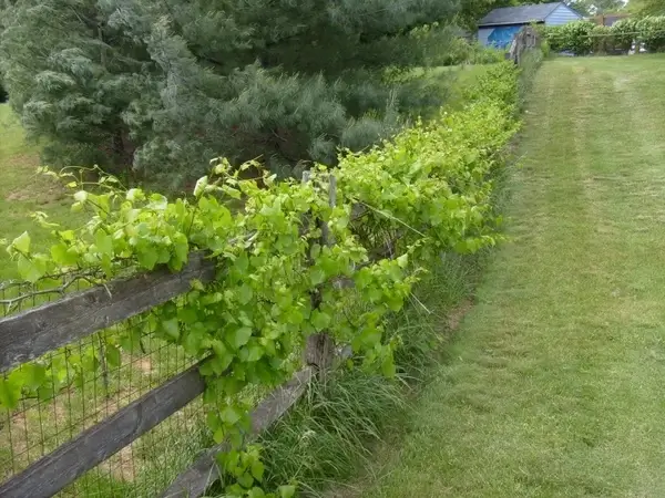 fence