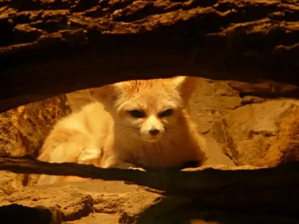 fennec fox desert fox wild dog
