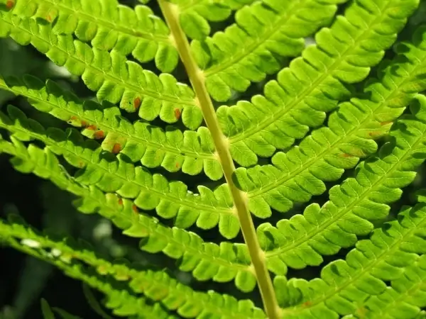fern