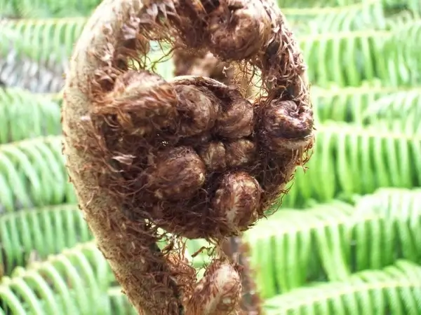 fern frond
