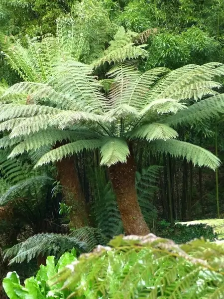 fern tree fern plant