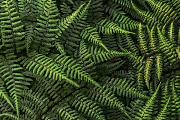 ferns