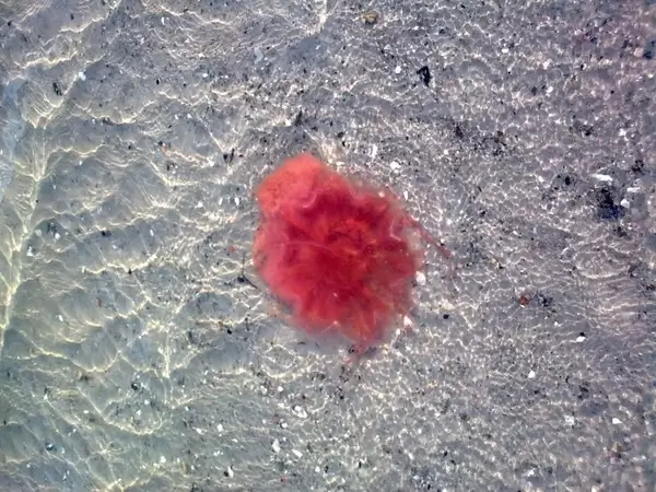 feuerqualle sea water beach jellyfish