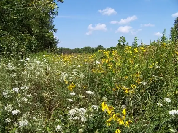 field