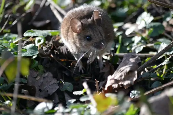 field mouse
