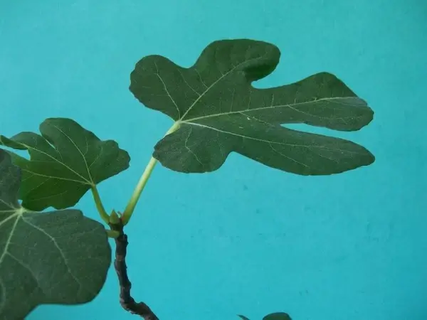 fig leaf