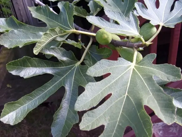 fig leaves