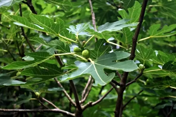 fig tree
