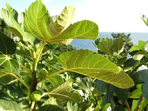 figs fruit real coward