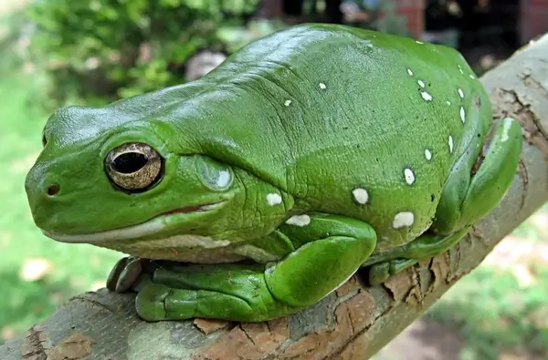finger-coral tree frog running frog frog