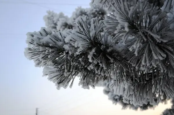 fir branch with snow
