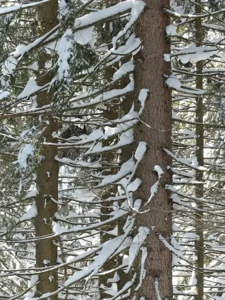 fir firs trees