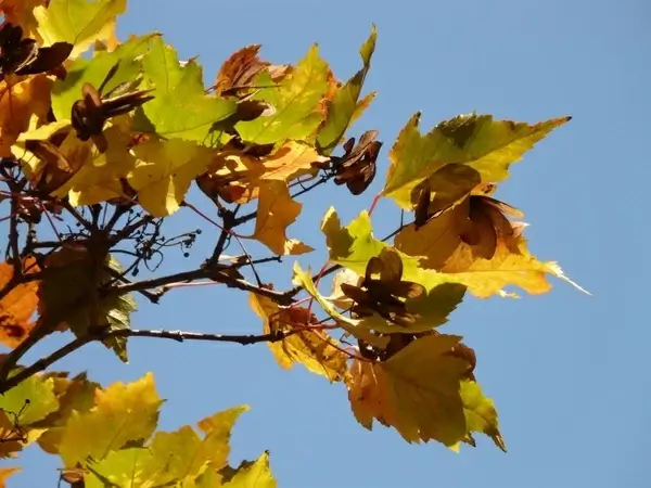 fire maple autumn small-leaf