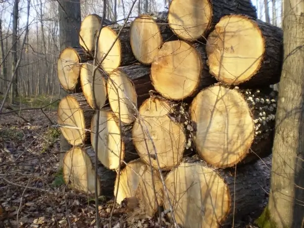 firewood