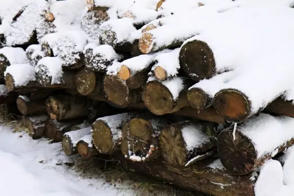 firewood and snow