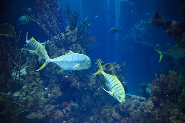 fish in aquarium 