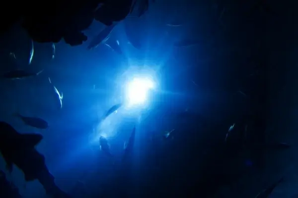 fish in sun rays