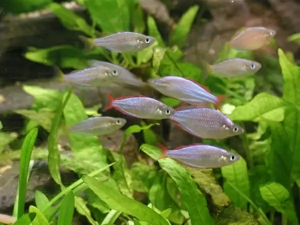 fish swarm fish aquarium