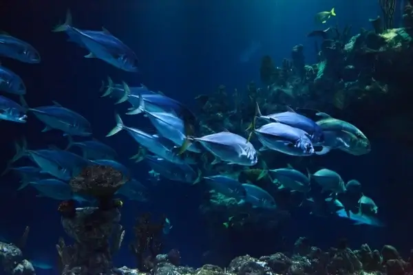 fish underwater