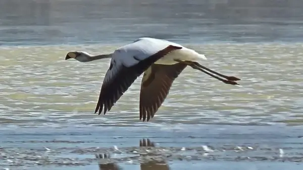 flamingo altiplanic lagoon