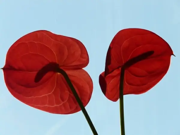 flamingo flower anthurium flower 