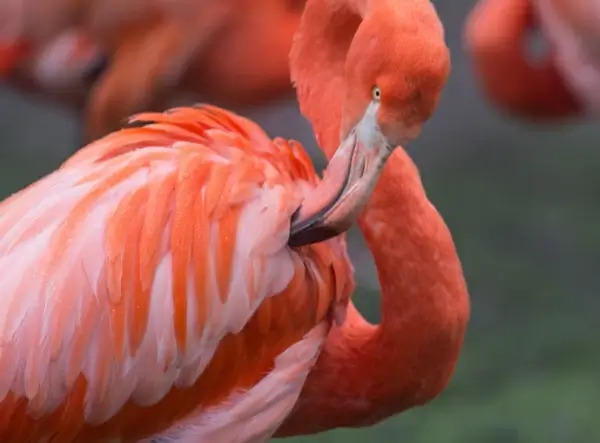 closeup of beautiful wild flamingo in nature