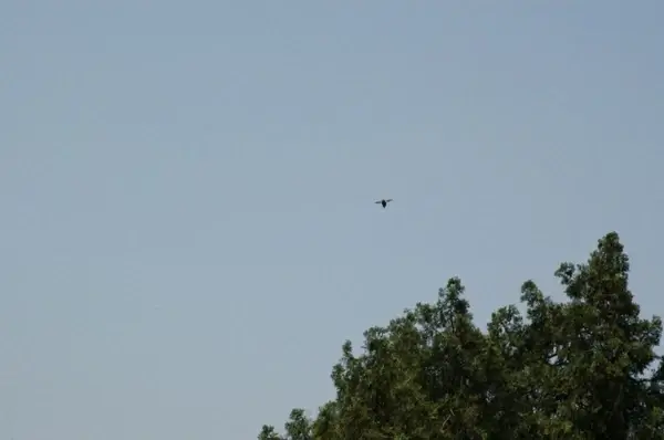 flight of a bumblebee