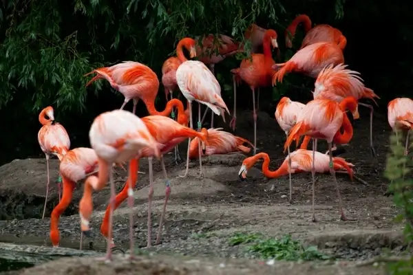 flock of flamingos