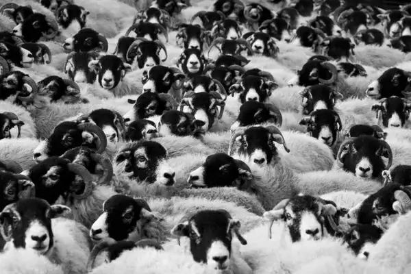 flock of sheep
