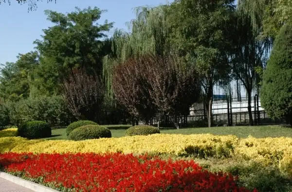 flora 
