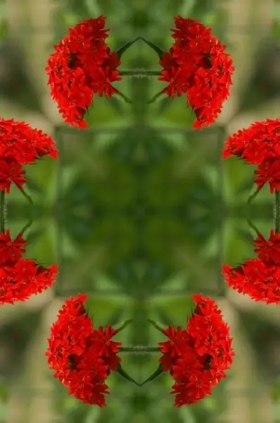 floral mandala