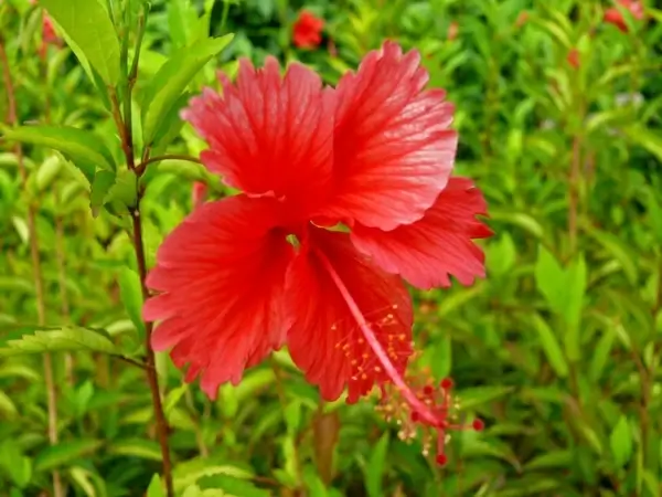flower