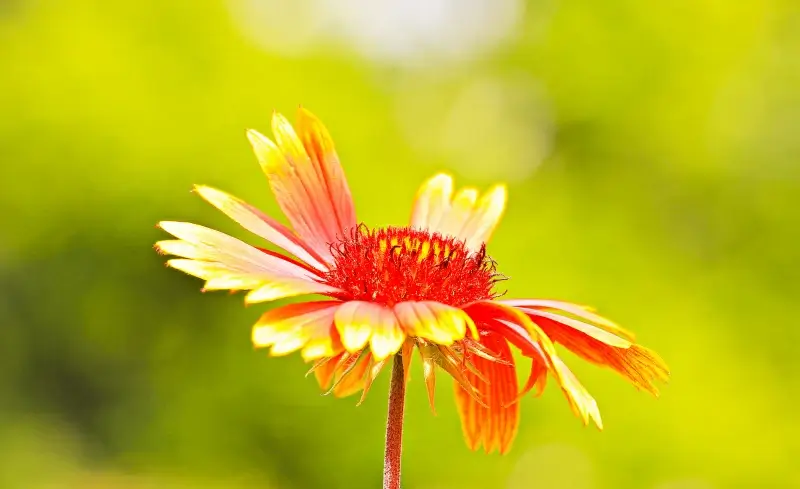 flower backdrop elegant closeup 