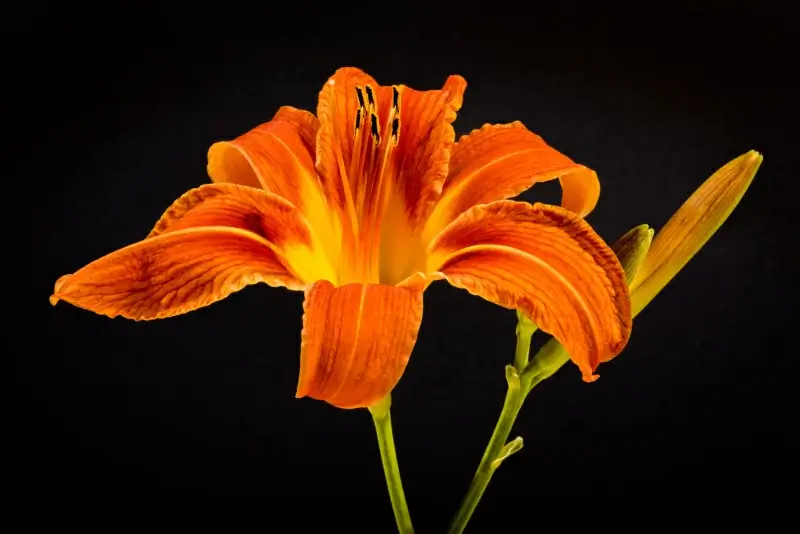flower backdrop picture elegant dark closeup 