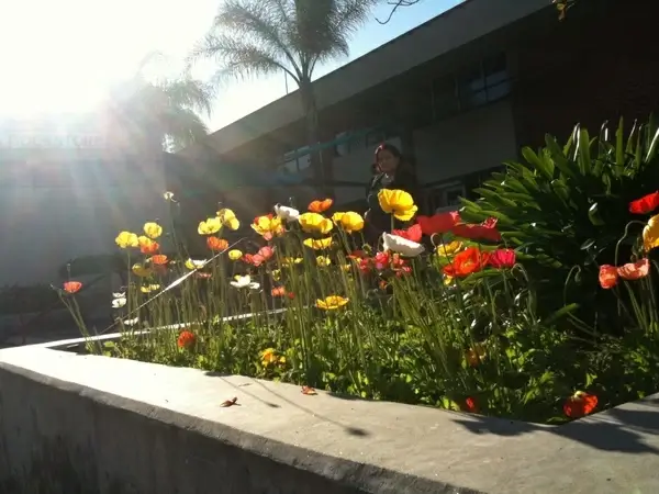 flower bed in sun rays