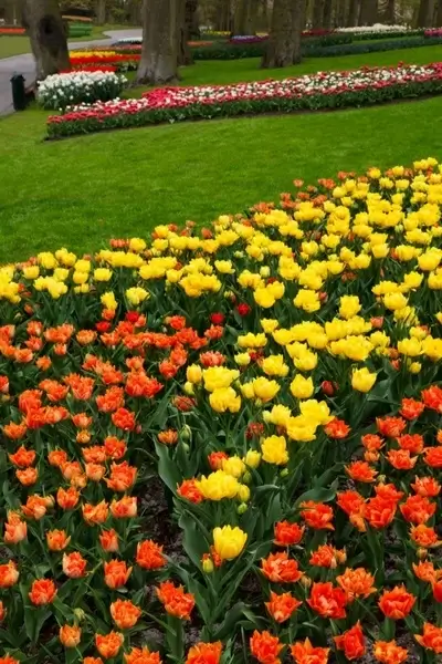 flower beds in keukenhof
