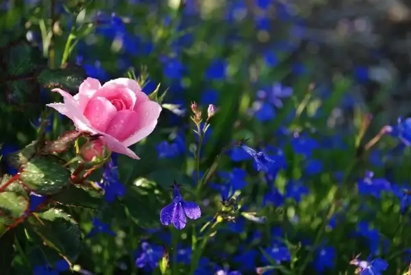 flower bouquet rose