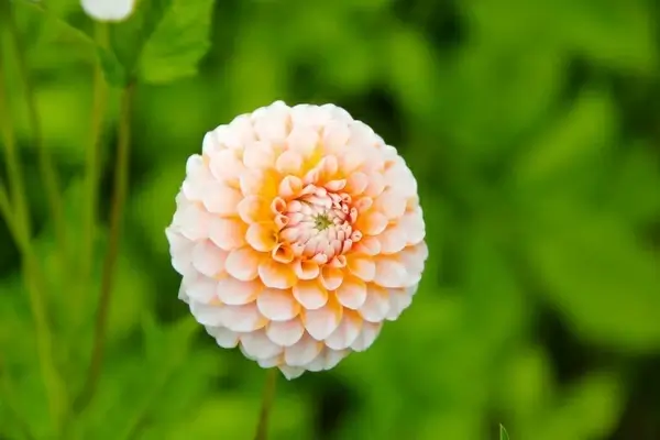 flower dahlia garden plant