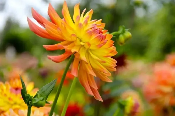 flower dahlia garden plant