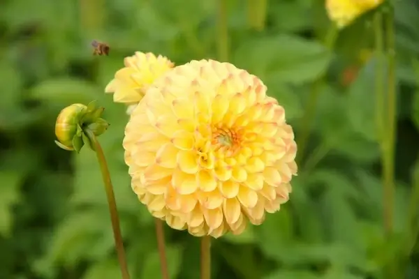 flower dahlia garden plant