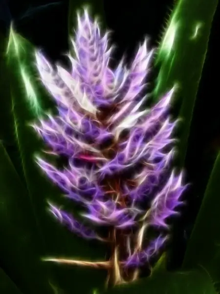flower digital art nature